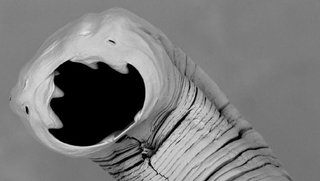 Paragen Bio, a 6 million dollar startup that fights hookworms